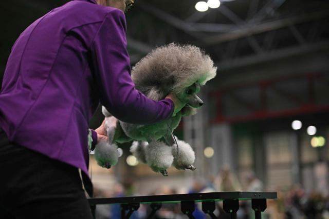 A Toy Poodle is judged in the Utility Group on the third day of the Crufts dog show at the National Exhibition Centre in Birmingham, central England, on March 7, 2026. (Photo by Oli SCARFF / AFP)