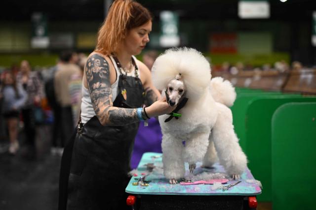 A Miniature Poodle is groomed ahead of being shown, in the Utility Group on the third day of the Crufts dog show at the National Exhibition Centre in Birmingham, central England, on March 7, 2026. (Photo by Oli SCARFF / AFP)