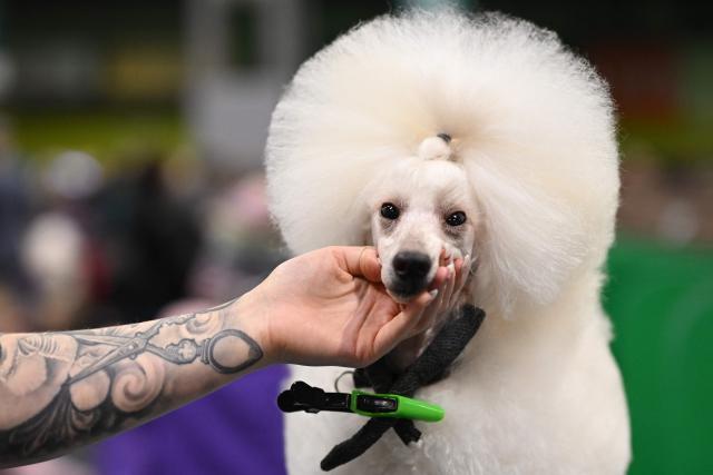 A Miniature Poodle is groomed ahead of being shown, in the Utility Group on the third day of the Crufts dog show at the National Exhibition Centre in Birmingham, central England, on March 7, 2026. (Photo by Oli SCARFF / AFP)