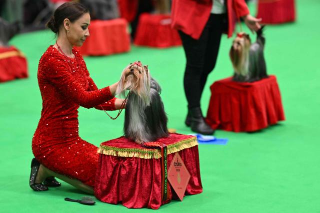 Yorkshire Terriers in the ring, in the Utility Group on the third day of the Crufts dog show at the National Exhibition Centre in Birmingham, central England, on March 7, 2026. (Photo by Oli SCARFF / AFP)