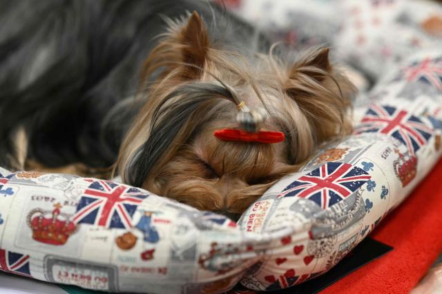 A Yorkshire Terrier rests on the third day of the Crufts dog show at the National Exhibition Centre in Birmingham, central England, on March 7, 2026. (Photo by Oli SCARFF / AFP)