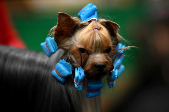 A Yorkshire Terrier is groomed on the third day of the Crufts dog show at the National Exhibition Centre in Birmingham, central England, on March 7, 2026. (Photo by Oli SCARFF / AFP)