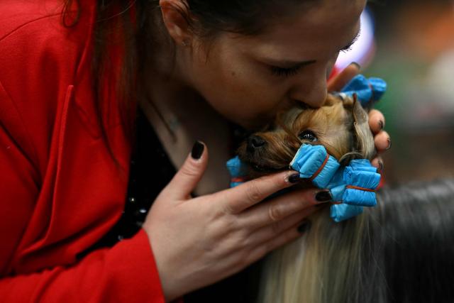 A Yorkshire Terrier is kissed on the third day of the Crufts dog show at the National Exhibition Centre in Birmingham, central England, on March 7, 2026. (Photo by Oli SCARFF / AFP)