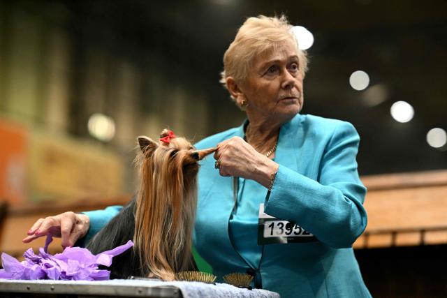 A Yorkshire Terrier is groomed on the third day of the Crufts dog show at the National Exhibition Centre in Birmingham, central England, on March 7, 2026. (Photo by Oli SCARFF / AFP)