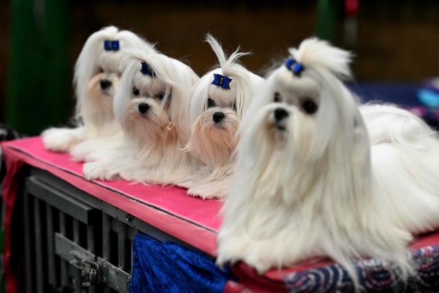 Yorkshire Terriers sit together on the third day of the Crufts dog show at the National Exhibition Centre in Birmingham, central England, on March 7, 2026. (Photo by Oli SCARFF / AFP)