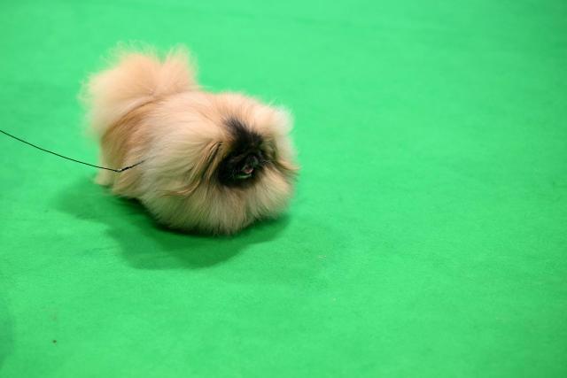 A Pekingese dog is presented to judges on the third day of the Crufts dog show at the National Exhibition Centre in Birmingham, central England, on March 7, 2026. (Photo by Oli SCARFF / AFP)