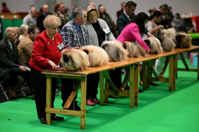 Pekingese dogs are presented to judges on the third day of the Crufts dog show at the National Exhibition Centre in Birmingham, central England, on March 7, 2026. (Photo by Oli SCARFF / AFP)