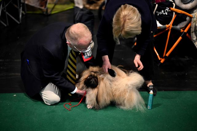 A Pekingese dog is groomed on the third day of the Crufts dog show at the National Exhibition Centre in Birmingham, central England, on March 7, 2026. (Photo by Oli SCARFF / AFP)
