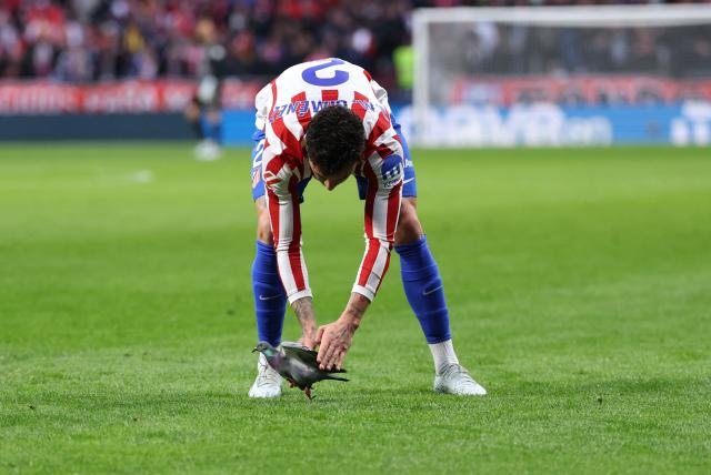 Atletico Madrid's Uruguayan defender #02 Jose Gimenez catches a pigeon to take it off the pitch during the Spanish league football match between Club Atletico de Madrid and Real Sociedad at Metropolitano Stadium in Madrid on March 7, 2026. (Photo by Thomas COEX / AFP)