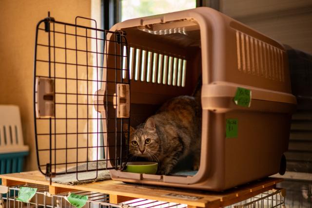 This picture taken on March 5, 2026 shows a cat eating inside a pet carrier at the animal shelter run by former nuclear plant worker Toru Akama in Namie, Fukushima prefecture. Not far from the Fukushima nuclear disaster site, former plant worker Toru Akama tends to dozens of pets abandoned after the catastrophe 15 years ago, work he sees as part of his quest for redemption. (Photo by Philip FONG / AFP) / To go with 'JAPAN-NUCLEAR-ANIMAL-FUKUSHIMA' by Mathias CENA