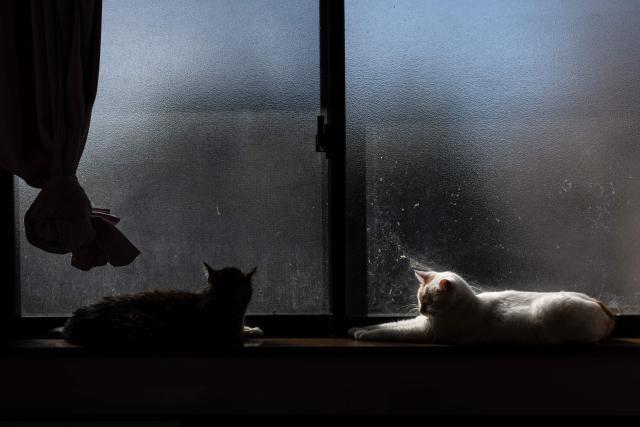 In this picture taken on March 5, 2026, cats are seen at the animal shelter of former nuclear plant worker Toru Akama, in Namie, Fukushima prefecture. Not far from the Fukushima nuclear disaster site, former plant worker Toru Akama tends to dozens of pets abandoned after the catastrophe 15 years ago, work he sees as part of his quest for redemption. (Photo by Philip FONG / AFP) / To go with 'JAPAN-NUCLEAR-ANIMAL-FUKUSHIMA' by Mathias CENA