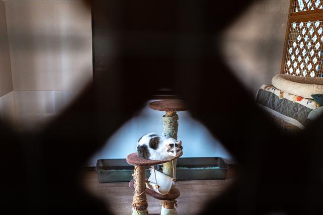 This picture taken on March 5, 2026 shows a cat lying on a cat tree at the animal shelter of former nuclear plant worker Toru Akama, in Namie, Fukushima prefecture. Not far from the Fukushima nuclear disaster site, former plant worker Toru Akama tends to dozens of pets abandoned after the catastrophe 15 years ago, work he sees as part of his quest for redemption. (Photo by Philip FONG / AFP) / To go with 'JAPAN-NUCLEAR-ANIMAL-FUKUSHIMA' by Mathias CENA