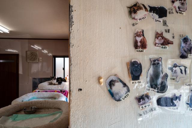 TOPSHOT - This picture taken on March 5, 2026 shows a cat lying on a cushion at the animal shelter of former nuclear plant worker Toru Akama, in Namie, Fukushima prefecture. Not far from the Fukushima nuclear disaster site, former plant worker Toru Akama tends to dozens of pets abandoned after the catastrophe 15 years ago, work he sees as part of his quest for redemption. (Photo by Philip FONG / AFP) / To go with 'JAPAN-NUCLEAR-ANIMAL-FUKUSHIMA' by Mathias CENA