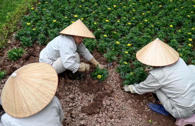 Workers wearing traditional conical hats plant flowers in a park in Hanoi on March 11, 2026. (Photo by Nhac NGUYEN / AFP)