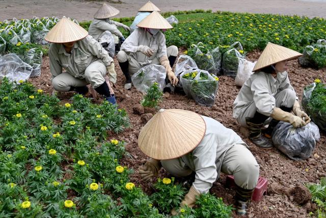 Workers wearing traditional conical hats plant flowers in a park in Hanoi on March 11, 2026. (Photo by Nhac NGUYEN / AFP)