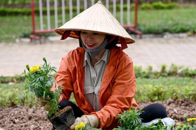 A worker wearing a traditional conical hat plants flowers in a park in Hanoi on March 11, 2026. (Photo by Nhac NGUYEN / AFP)