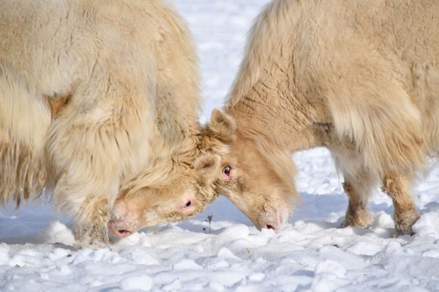A herd of white yaks grazes at a snowy pasture 3,000 metres high in the remote Kyrgyz mountains on February 2, 2026. (Photo by Vyacheslav OSELEDKO / AFP)