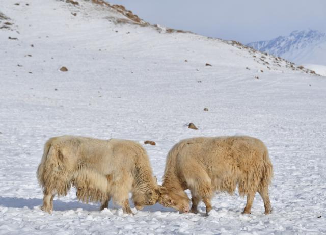 A herd of white yaks grazes at a snowy pasture 3,000 metres high in the remote Kyrgyz mountains on February 2, 2026. (Photo by Vyacheslav OSELEDKO / AFP)