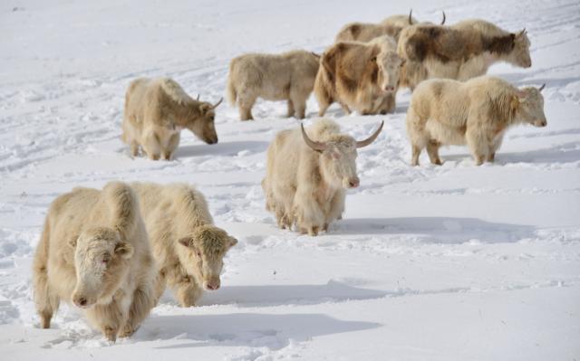 A herd of white yaks grazes at a snowy pasture 3,000 metres high in the remote Kyrgyz mountains on February 2, 2026. (Photo by Vyacheslav OSELEDKO / AFP)