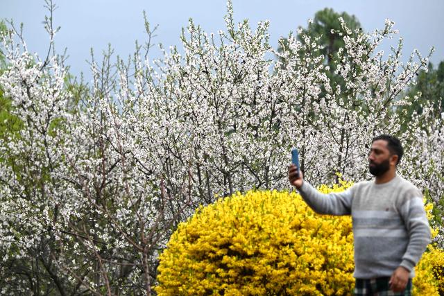 A man takes a photograph of almond blossoms in an orchard at the Badamwari Garden in old downtown Srinagar on March 12, 2026. (Photo by Tauseef MUSTAFA / AFP)