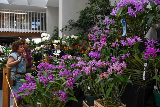 Women look at various orchids during the National Exhibition of Orchids "Nature Made into Art" in Guatemala City on March 12, 2026. (Photo by JOHAN ORDONEZ / AFP)