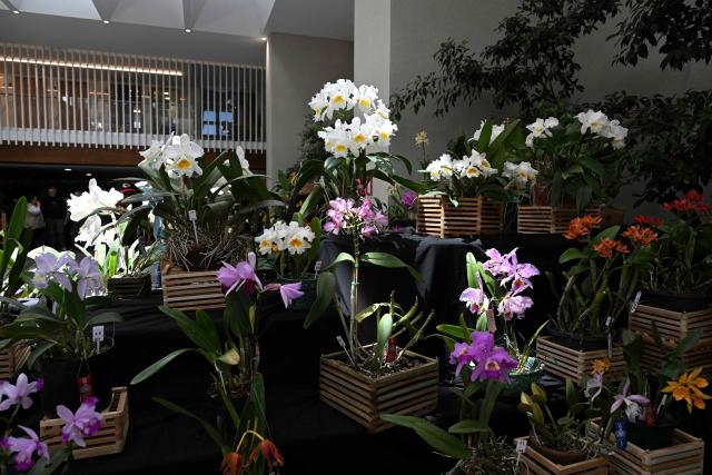 Various orchids are seen during the National Exhibition of Orchids "Nature Made into Art" in Guatemala City on March 12, 2026. (Photo by JOHAN ORDONEZ / AFP)