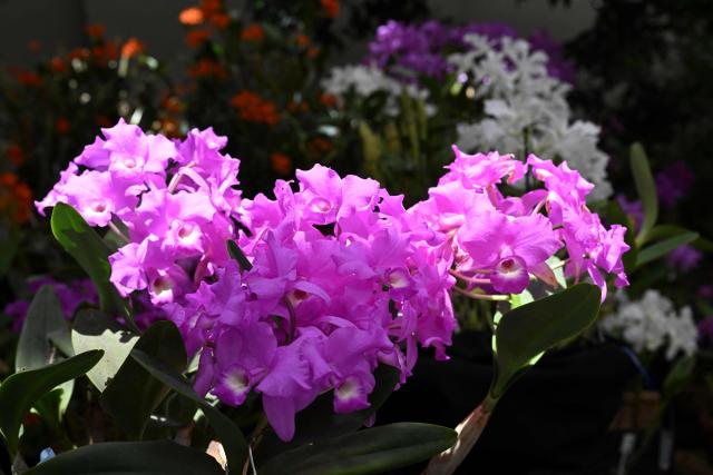 Guarianthe skinneri orchids are seen during the National Exhibition of Orchids "Nature Made into Art" in Guatemala City on March 12, 2026. (Photo by JOHAN ORDONEZ / AFP)