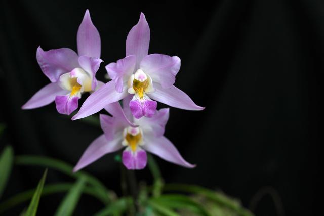Laelia orchids are seen during the National Exhibition of Orchids "Nature Made into Art" in Guatemala City on March 12, 2026. (Photo by JOHAN ORDONEZ / AFP)