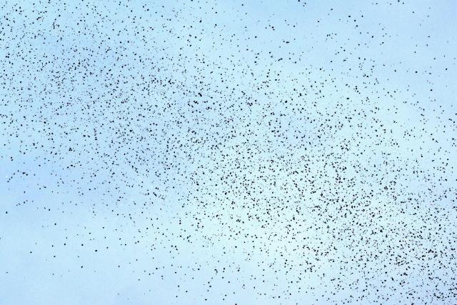 Flyers dropped by Israeli planes are seen scattered across the sky over Beirut on March 13, 2026. Israel's defence minister on March 13, said Lebanon will suffer increasing damage to its infrastructure as Israel targets Hezbollah, after the military destroyed a bridge over the southern Litani river. (Photo by Joseph EID / AFP)