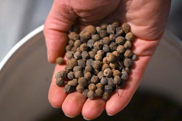 An employee shows the seeds of a lime tree, in a cold room at the gene bank of the Centre for Forestry and Timber Industry in Arnsberg, western Germany on March 13, 2026. The Centre, which includes also Forest Genetics and Propagation Division, manages the new seed orchard, where genetic resources are preserved and make an important contribution to the climate-adapted development of forests in North Rhine-Westphalia. Over the past three years, around 15 tonnes of raw seed have been harvested from the 74 plantations, from both tree species requiring special protection and those that are already key components of North Rhine-Westphalias forests. (Photo by Ina FASSBENDER / AFP)