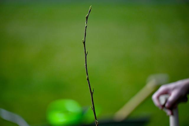 A photo shows a wild pear tree on a newly cleared plot at the Centre for Forestry and Timber Industry in Arnsberg, western Germany on March 13, 2026. The Centre, which includes also Forest Genetics and Propagation Division, manages the new seed orchard, where genetic resources are preserved and make an important contribution to the climate-adapted development of forests in North Rhine-Westphalia. Over the past three years, around 15 tonnes of raw seed have been harvested from the 74 plantations, from both tree species requiring special protection and those that are already key components of North Rhine-Westphalias forests. (Photo by Ina FASSBENDER / AFP)