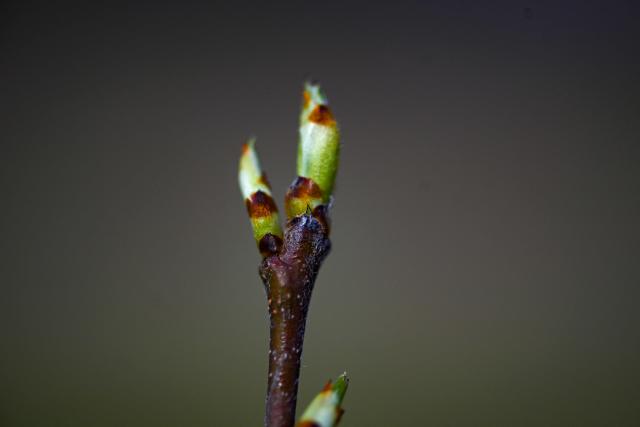 A photo shows a wild pear tree on a newly cleared plot at the Centre for Forestry and Timber Industry in Arnsberg, western Germany on March 13, 2026. The Centre, which includes also Forest Genetics and Propagation Division, manages the new seed orchard, where genetic resources are preserved and make an important contribution to the climate-adapted development of forests in North Rhine-Westphalia. Over the past three years, around 15 tonnes of raw seed have been harvested from the 74 plantations, from both tree species requiring special protection and those that are already key components of North Rhine-Westphalias forests. (Photo by Ina FASSBENDER / AFP)