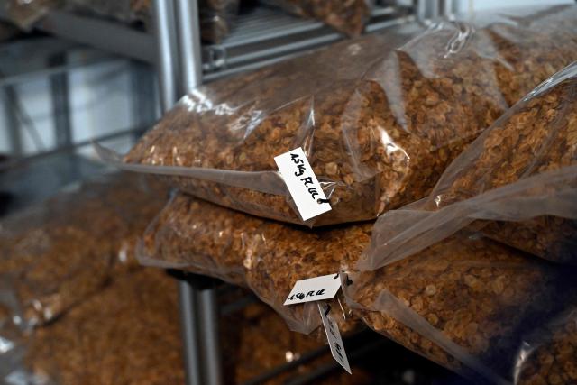 A photo shows conifer seeds in a cold room at the gene bank of the Centre for Forestry and Timber Industry in Arnsberg, western Germany on March 13, 2026. The Centre, which includes also Forest Genetics and Propagation Division, manages the new seed orchard, where genetic resources are preserved and make an important contribution to the climate-adapted development of forests in North Rhine-Westphalia. Over the past three years, around 15 tonnes of raw seed have been harvested from the 74 plantations, from both tree species requiring special protection and those that are already key components of North Rhine-Westphalias forests. (Photo by Ina FASSBENDER / AFP)