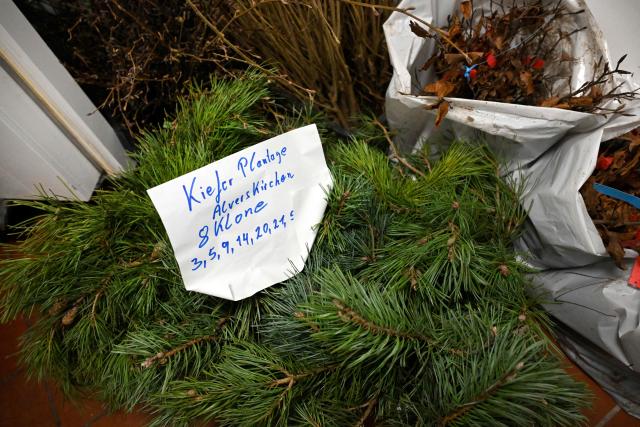A photo shows pine branches of a plantage at the gene bank of the Centre for Forestry and Timber Industry in Arnsberg, western Germany on March 13, 2026. The Centre, which includes also Forest Genetics and Propagation Division, manages the new seed orchard, where genetic resources are preserved and make an important contribution to the climate-adapted development of forests in North Rhine-Westphalia. Over the past three years, around 15 tonnes of raw seed have been harvested from the 74 plantations, from both tree species requiring special protection and those that are already key components of North Rhine-Westphalias forests. (Photo by Ina FASSBENDER / AFP)