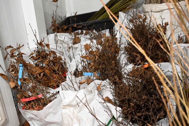 A photo shows dried shrubs of a plantage at the gene bank of the Centre for Forestry and Timber Industry in Arnsberg, western Germany on March 13, 2026. The Centre, which includes also Forest Genetics and Propagation Division, manages the new seed orchard, where genetic resources are preserved and make an important contribution to the climate-adapted development of forests in North Rhine-Westphalia. Over the past three years, around 15 tonnes of raw seed have been harvested from the 74 plantations, from both tree species requiring special protection and those that are already key components of North Rhine-Westphalias forests. (Photo by Ina FASSBENDER / AFP)
