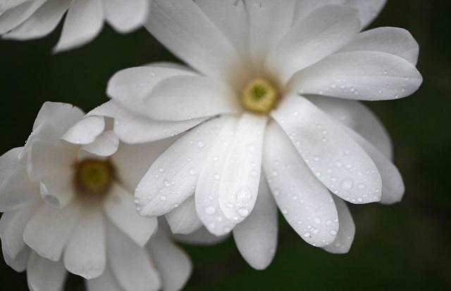 A photo shows raindrops on a star magnolia flower in Dortmund, western Germany on March 13, 2026. (Photo by Ina FASSBENDER / AFP)