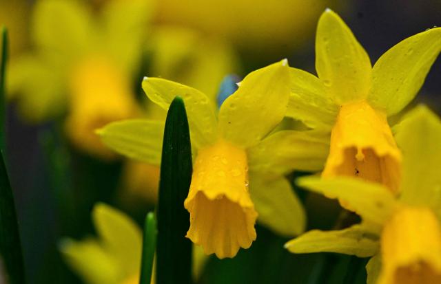 A photo shows raindrops on daffodil blossoms in Dortmund, western Germany on March 13, 2026. (Photo by Ina FASSBENDER / AFP)