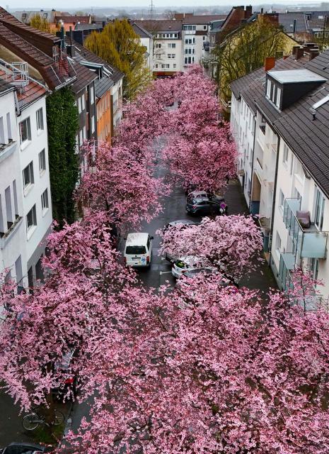 An aerial view shows a street lined with flowering cherry trees in Dortmund, western Germany on March 13, 2026. (Photo by Ina FASSBENDER / AFP)