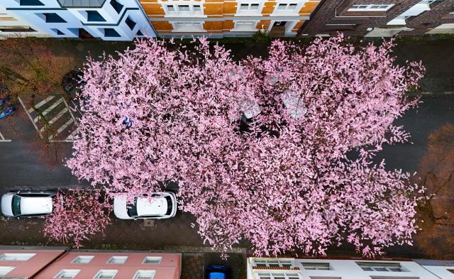 An aerial view shows a street lined with flowering cherry trees in Dortmund, western Germany on March 13, 2026. (Photo by Ina FASSBENDER / AFP)