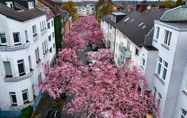 An aerial view shows a street lined with flowering cherry trees in Dortmund, western Germany on March 13, 2026. (Photo by Ina FASSBENDER / AFP)