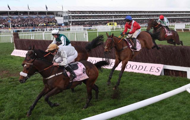 Gold Tweet ridden by jockey Clement Lefebvre (L), L'Homme Presse ridden by jockey Charlie Deutsch (2L), Envoi Alle ridden by jockey Darragh O'Keeffe (2R) and Firefox ridden by jockey Jack Kennedy compete in the Gold Cup chase horse race on the fourth day of the Cheltenham Festival at Cheltenham Racecourse, in Cheltenham, western England on March 13, 2026. Gaelic Warrior eased home to win the Cheltenham Gold Cup, the blue-riband event of steeplechasing, and give trainer Willie Mullins a record-equalling fifth win in the race on Friday. Envoi Allen -- a winner of 10 Grade One races, including at the Festival -- collapsed and died on his final racecourse appearance after finishing ninth and last. (Photo by Adrian Dennis / AFP)