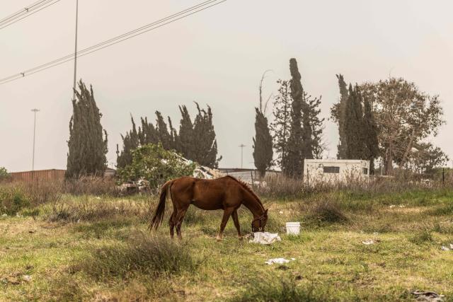 A horse grazes in a filed the day after a missile was intersected near by, on the outskirts of Tel Aviv on March 14, 2026. On February 28, Israel and the United States launched strikes on Iran, killing its supreme leader and triggering a war that spread across the Middle East. (Photo by Ilia YEFIMOVICH / AFP) / 