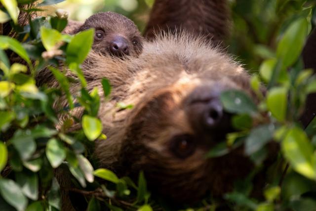 A female two-toed sloth called “Reina” holds its newborn baby in their enclosure at the Bioparc zoo in Fuengirola, near Malaga, southern Spain, on March 14, 2026. Reina gave birth to a 20-centimetre-long cub in broad daylight, suspended from the branches of one of the trees, 14 meters high, as she would have done in her natural habitat. (Photo by JORGE GUERRERO / AFP)