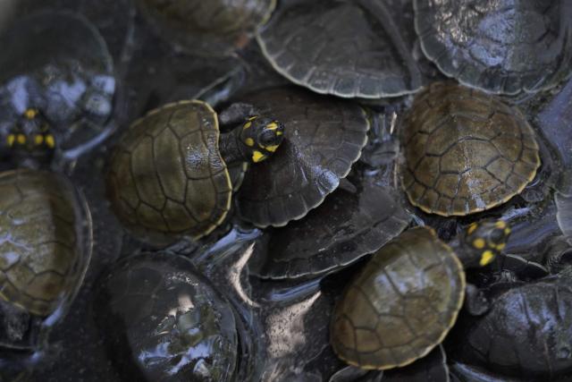 This view shows Amazonian turtles (Podocnemis expansa) at Jau National Park, located in the Anavilhanas archipelago on the Rio Negro in the Amazon rainforest, Amazonas state, Brazil, on March 14, 2026. Riverine communities and scientists released around 1500 turtles in the environment as part of a program to assist the reproduction of the species. (Photo by Orlando Junior / AFP)
