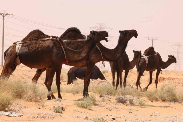 Camels graze in the desert near a road between Riyadh and al-Ahsa, some 200 kilometers east of the Saudi capital, on March 15, 2026. (Photo by Fayez NURELDINE / AFP)