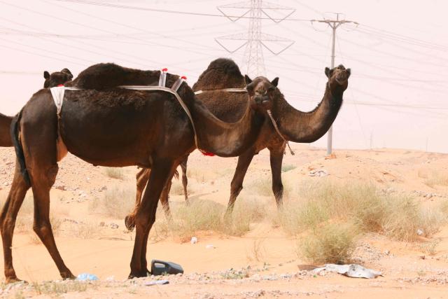 Camels graze in the desert near a road between Riyadh and al-Ahsa, some 200 kilometers east of the Saudi capital, on March 15, 2026. (Photo by Fayez NURELDINE / AFP)