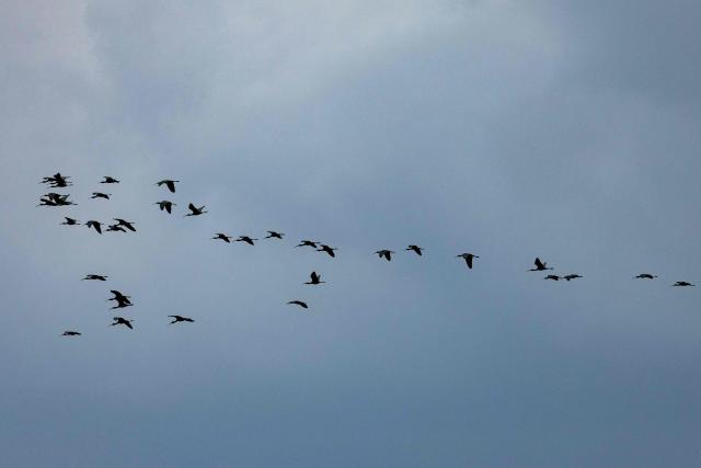 Migrating birds take flight as an Israeli artillery unit deployed at a position in the Upper Galilee in northern Israel fires rounds towards southern Lebanon near the border on March 15, 2026. Israel said on March 15, 2026, that no direct talks were planned with Lebanon to end the war, a day after a Lebanese official said Beirut was preparing a delegation to negotiate with Israel. (Photo by Odd ANDERSEN / AFP) / 