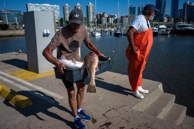 A fish buyer loads a tray of fish into his truck beside a fisherman who looks out to sea at Buceo port in Montevideo on March 16, 2026. Despite strict oversight from Uruguay’s fisheries authority, the National Directorate of Aquatic Resources (DINARA), a 2025 analysis by the Network for Interdisciplinary Studies on Public Policies and the Environment (NIEPU) and technical evaluations by the Center for Marketing Information and Advisory Services for Fishery Products in Latin America and the Caribbean (INFOPESCA) warn that artisanal fishing is at a tipping point, strained by outdated boats, scarce financing and recurring sanitary restrictions—factors that threaten the survival of one of the country’s most traditional coastal livelihoods. (Photo by Eitan ABRAMOVICH / AFP)