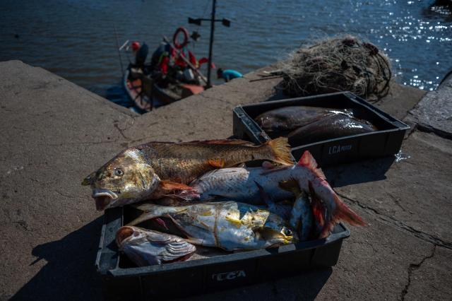 Fish lie in trays before being weighed at Buceo port in Montevideo on March 16, 2026. Despite strict oversight from Uruguay’s fisheries authority, the National Directorate of Aquatic Resources (DINARA), a 2025 analysis by the Network for Interdisciplinary Studies on Public Policies and the Environment (NIEPU) and technical evaluations by the Center for Marketing Information and Advisory Services for Fishery Products in Latin America and the Caribbean (INFOPESCA) warn that artisanal fishing is at a tipping point, strained by outdated boats, scarce financing and recurring sanitary restrictions—factors that threaten the survival of one of the country’s most traditional coastal livelihoods. (Photo by Eitan ABRAMOVICH / AFP)