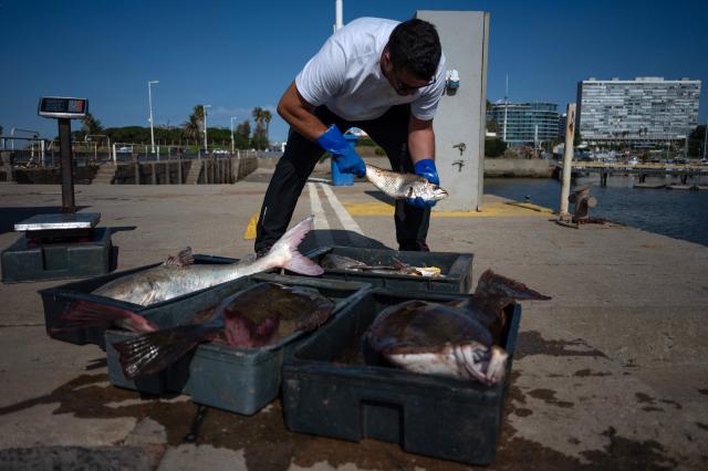 A fish buyer inspects the catch before weighing it at Buceo port in Montevideo on March 16, 2026. Despite strict oversight from Uruguay’s fisheries authority, the National Directorate of Aquatic Resources (DINARA), a 2025 analysis by the Network for Interdisciplinary Studies on Public Policies and the Environment (NIEPU) and technical evaluations by the Center for Marketing Information and Advisory Services for Fishery Products in Latin America and the Caribbean (INFOPESCA) warn that artisanal fishing is at a tipping point, strained by outdated boats, scarce financing and recurring sanitary restrictions—factors that threaten the survival of one of the country’s most traditional coastal livelihoods. (Photo by Eitan ABRAMOVICH / AFP)